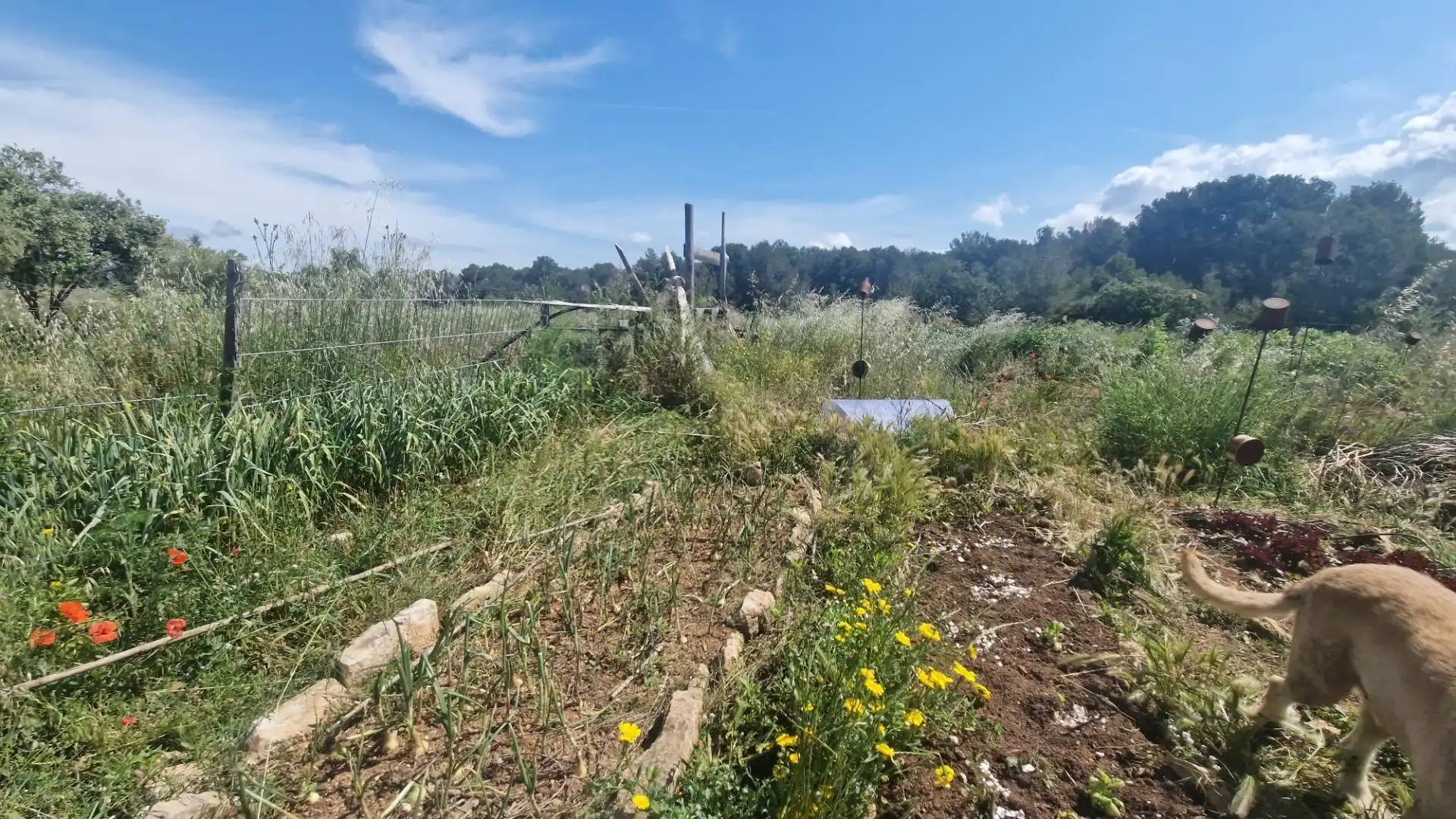 Terreno rustico in vendita a Valls, imagen 39