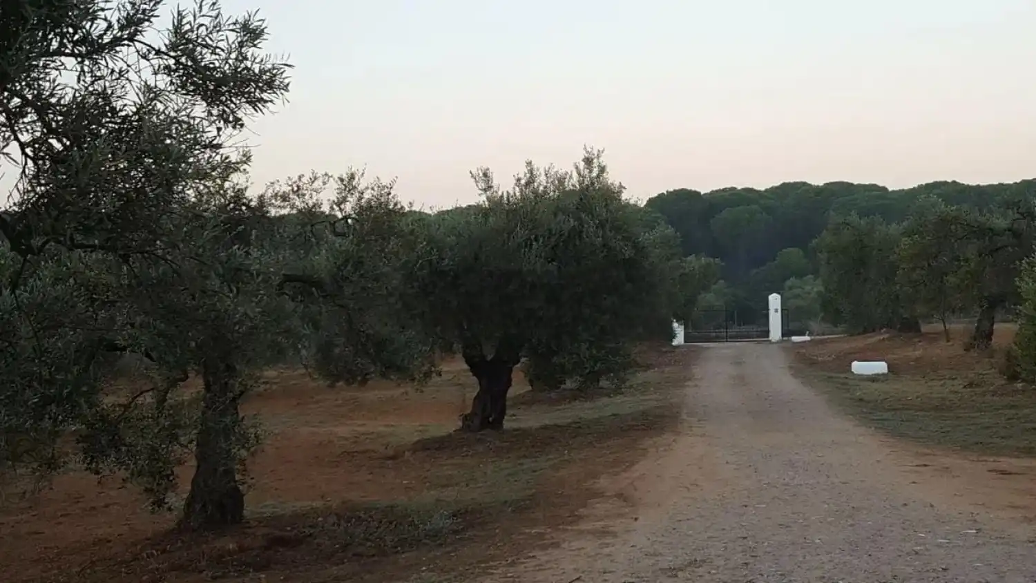 Vista exterior de Finca rústica en venda en Villamanrique de la Condesa amb Jardí privat i Traster