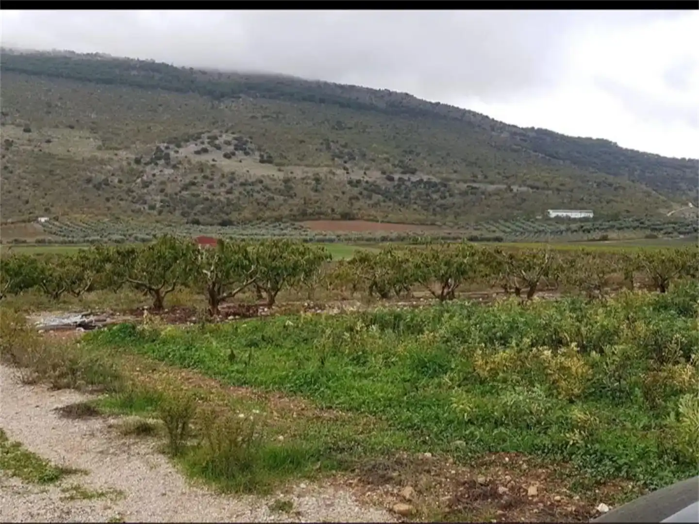 Land for sale in Alfarnate