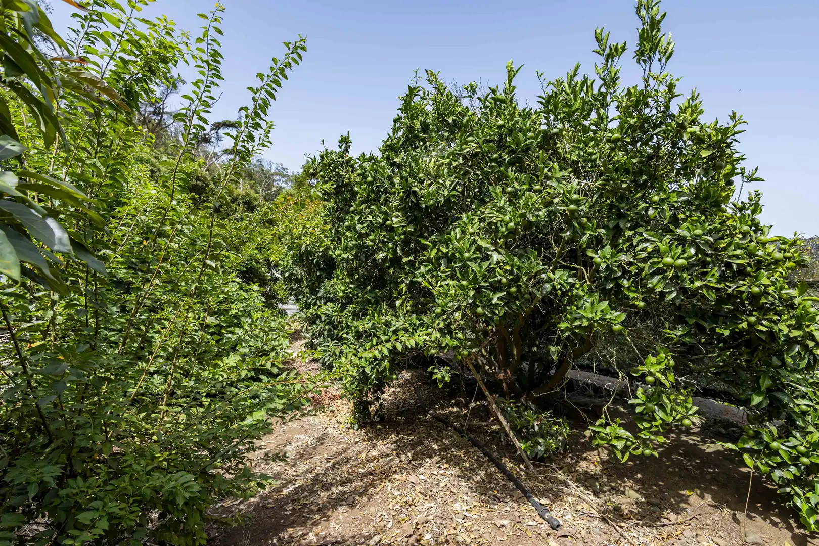 Rural land for sale in Tegueste, imagen 16