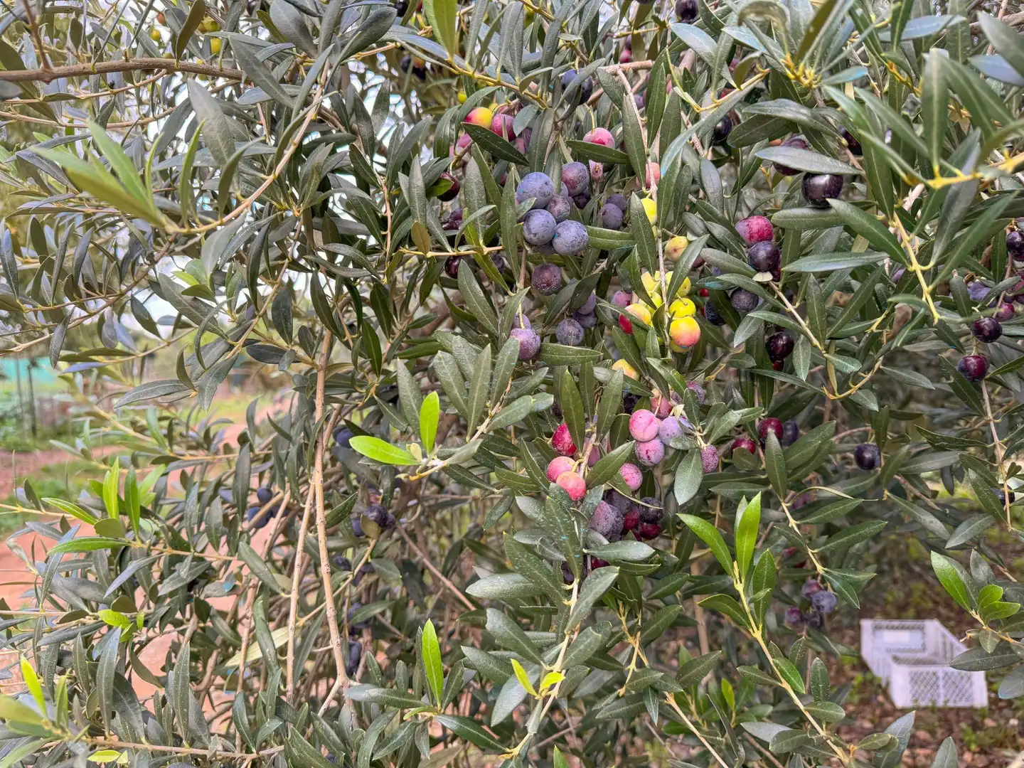 Finca rústica en venda a BURGAR DEL, 40, Riudoms