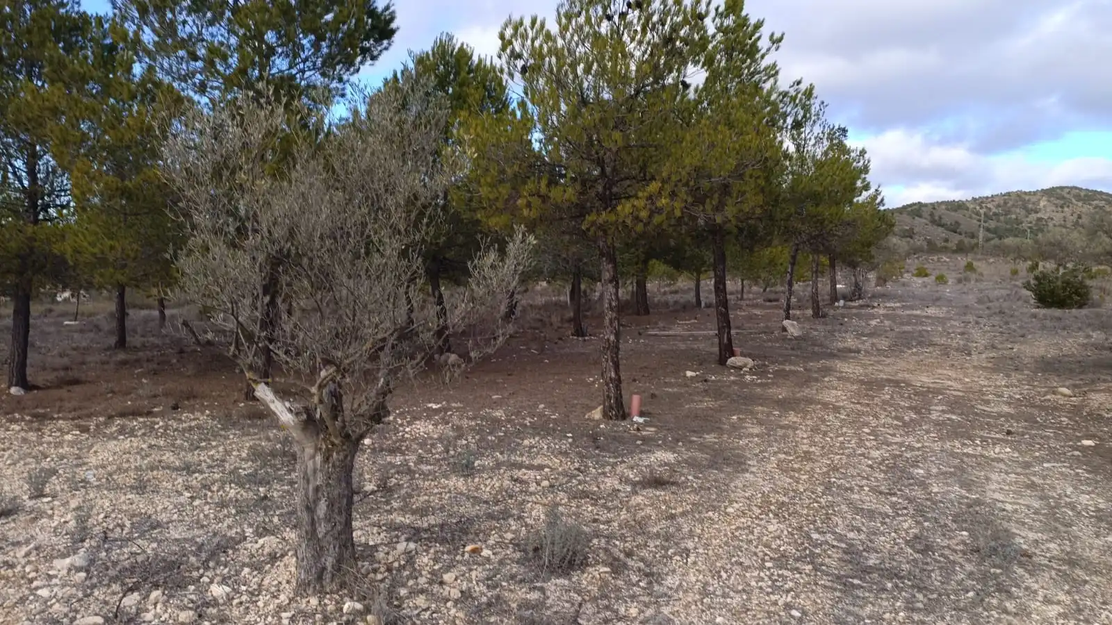 Rural land for sale in CV-799, imagen 6