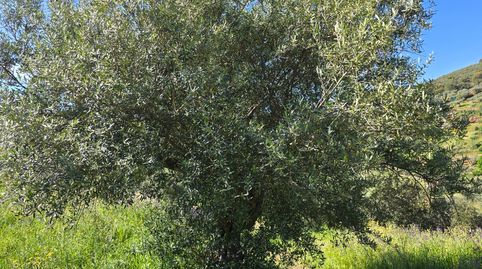 PARCELA RUSTICA CON OLIVOS Y ALCORNOQUES EN ALISEDA (CÁCERES), immagine 2