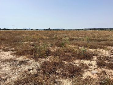 Terreni e lotti in vendita a Almansa