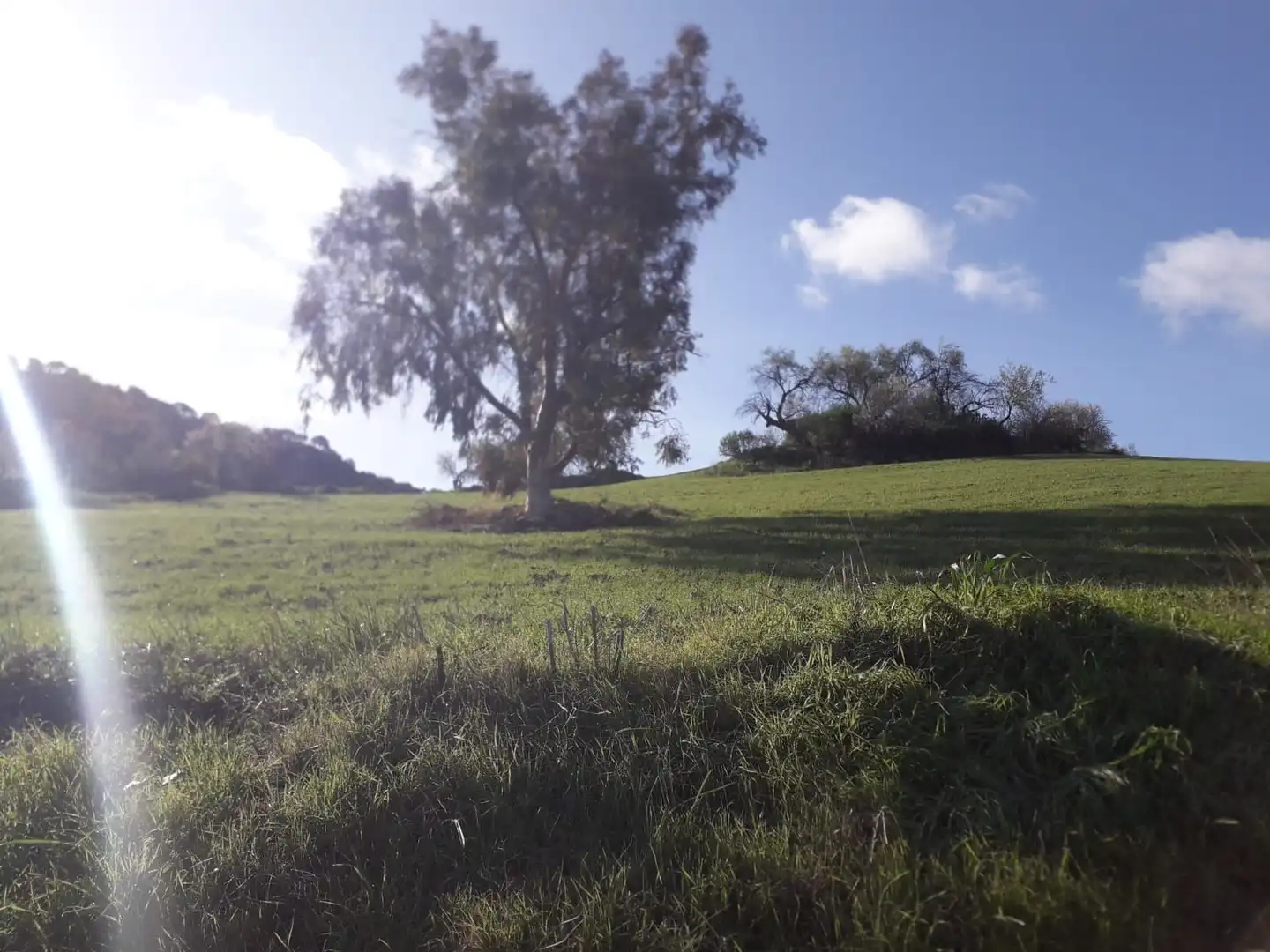 Land for sale in Ronda