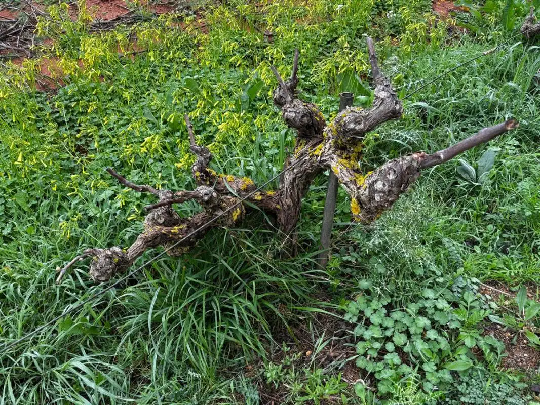 Garden of Land for sale in Sant Joan de Labritja