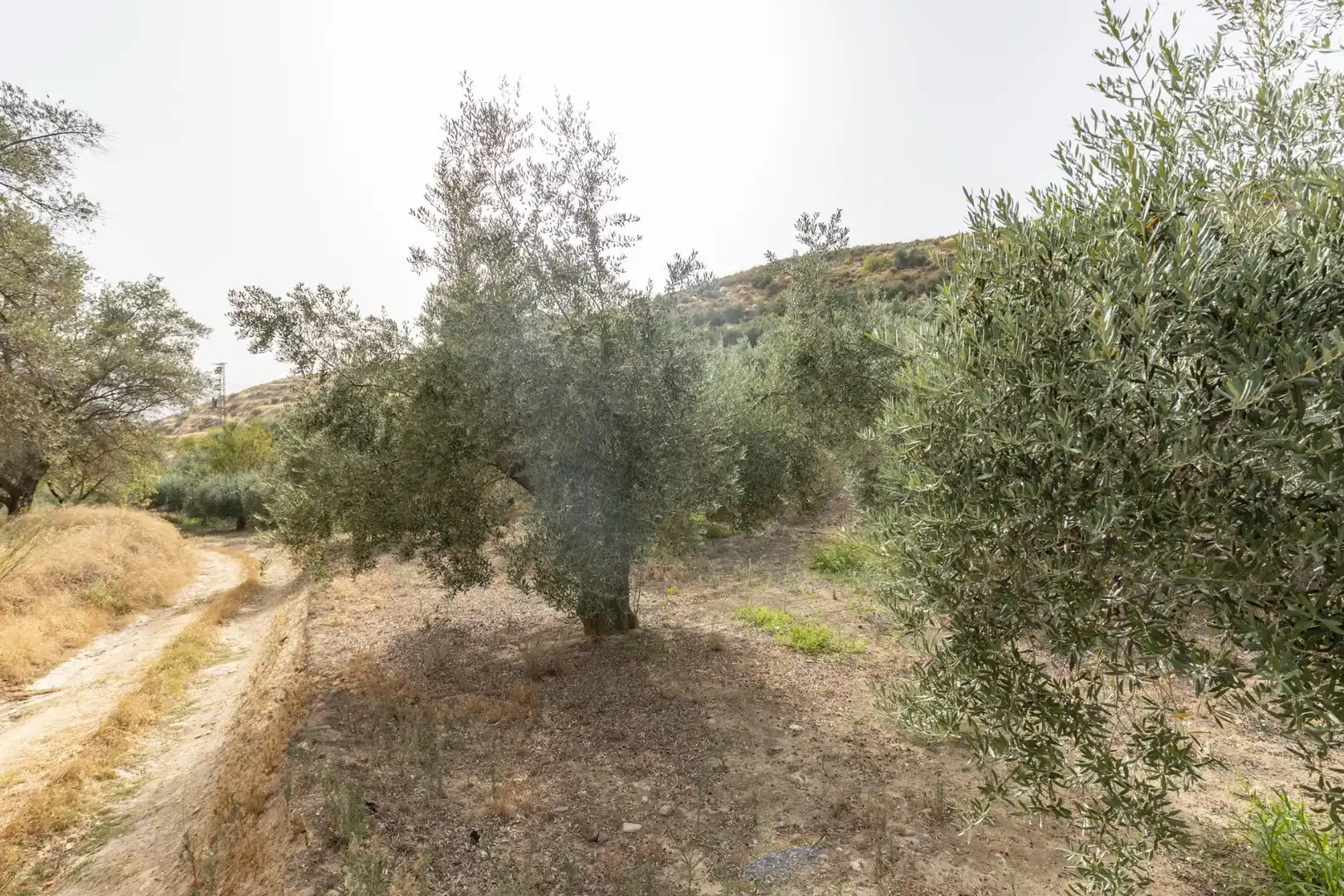 Land for sale in Lecrín
