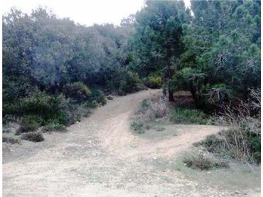 Terreny rústic en venda a Figuerola del Camp