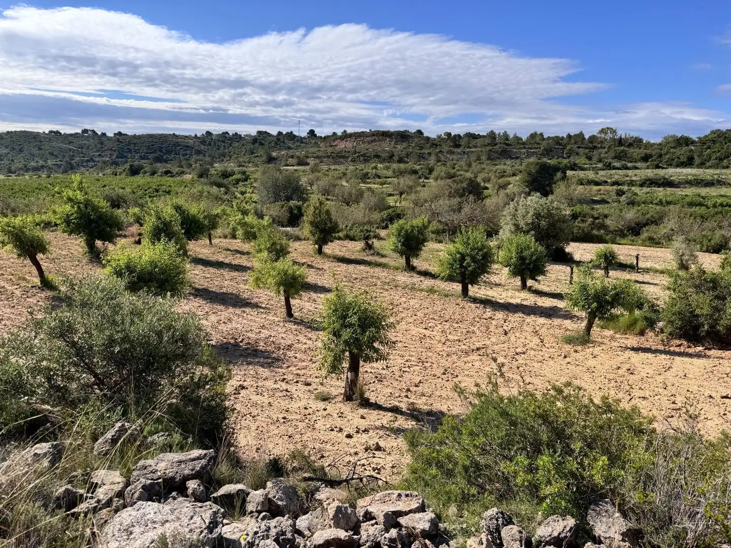 Land for sale in Polígono 26 Parcela 21 CASA BLANCA-BARBETA. TORRE, 26, Poligono Mas del Jutge