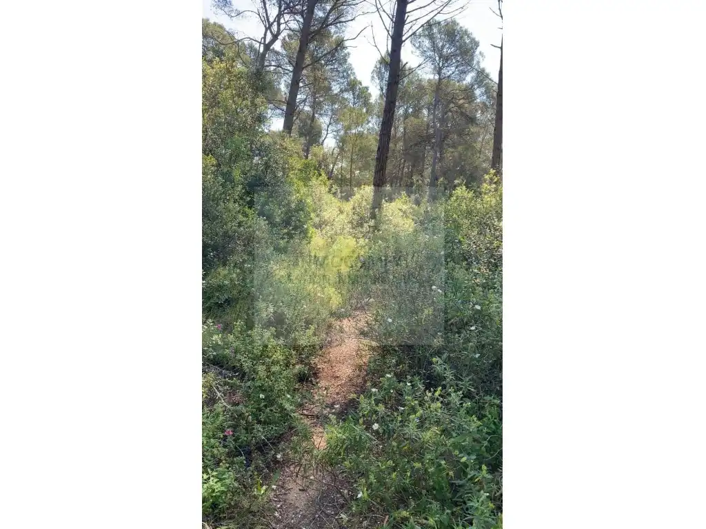 Land for sale in Pals