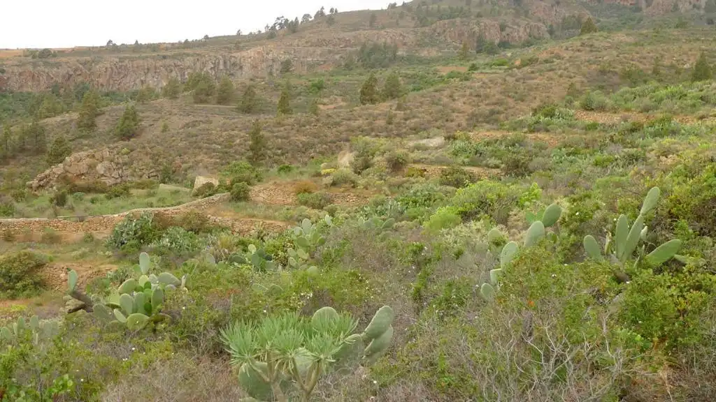 Terreny en venda en Granadilla de Abona