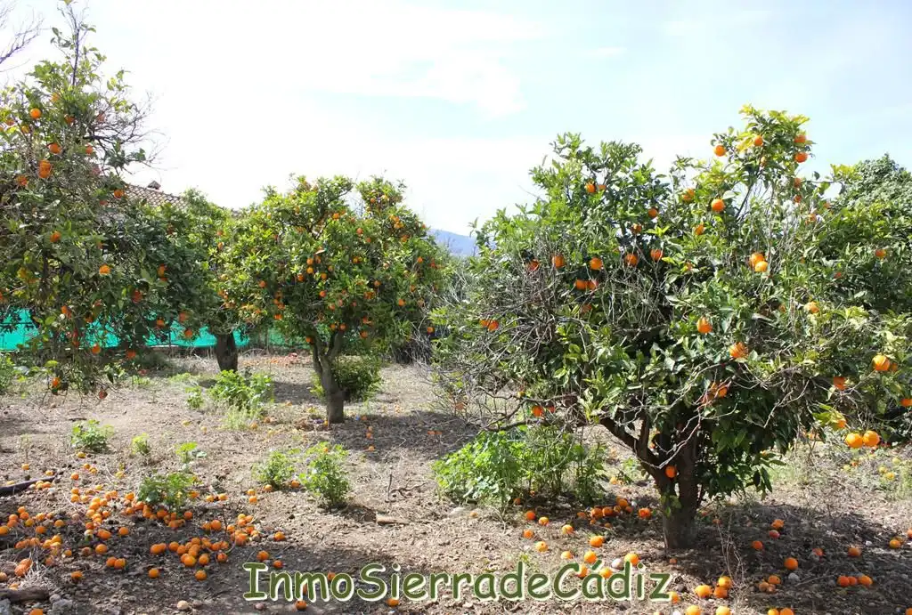 Residencial en venda a Andalucia, Torre Alháquime