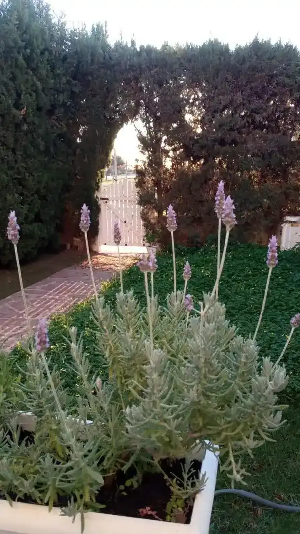 Jardí de Casa adosada de lloguer en Corinto - Almarda