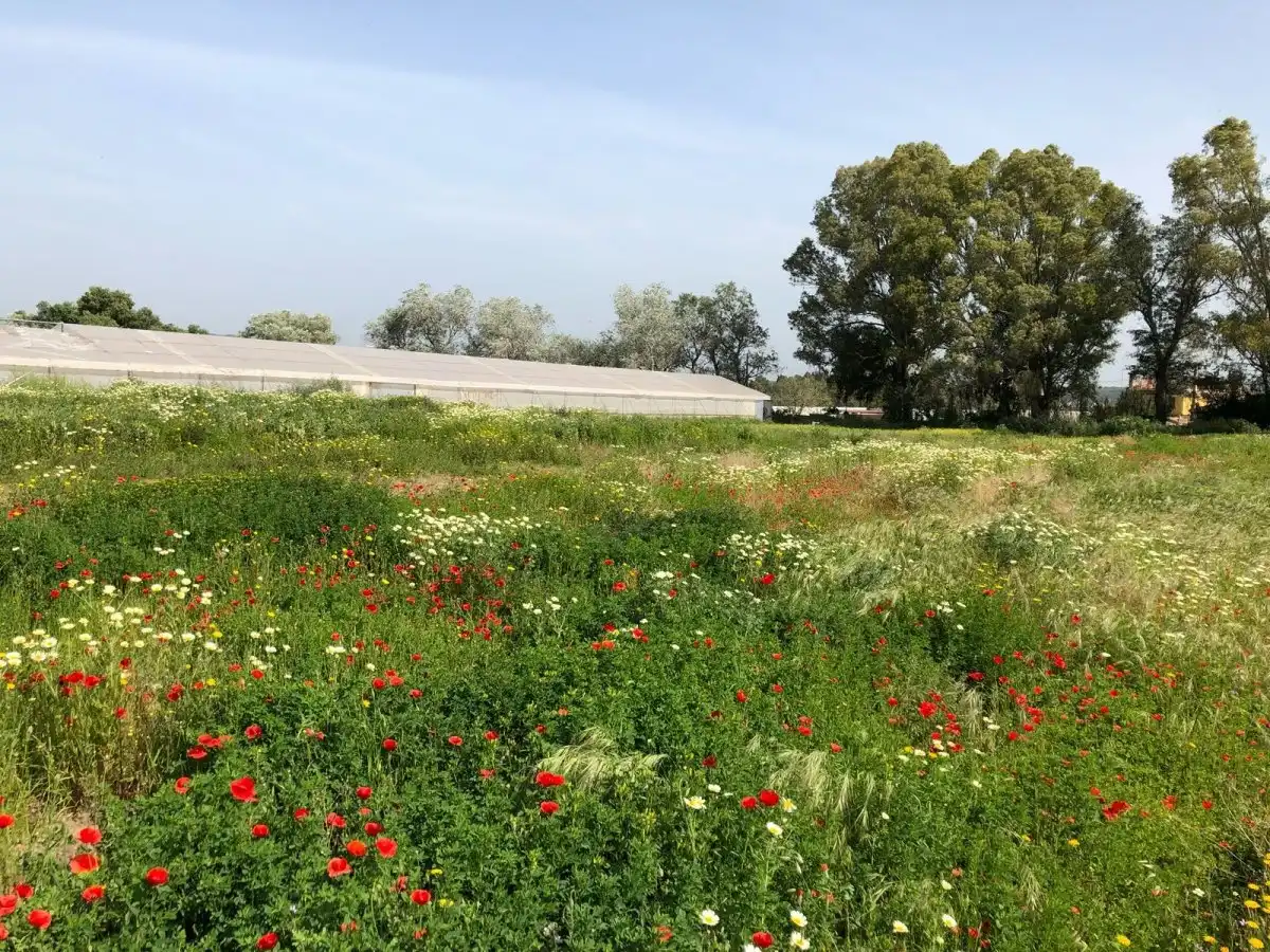 Terreni e lotti in vendita a Barbate ciudad, imagen 33