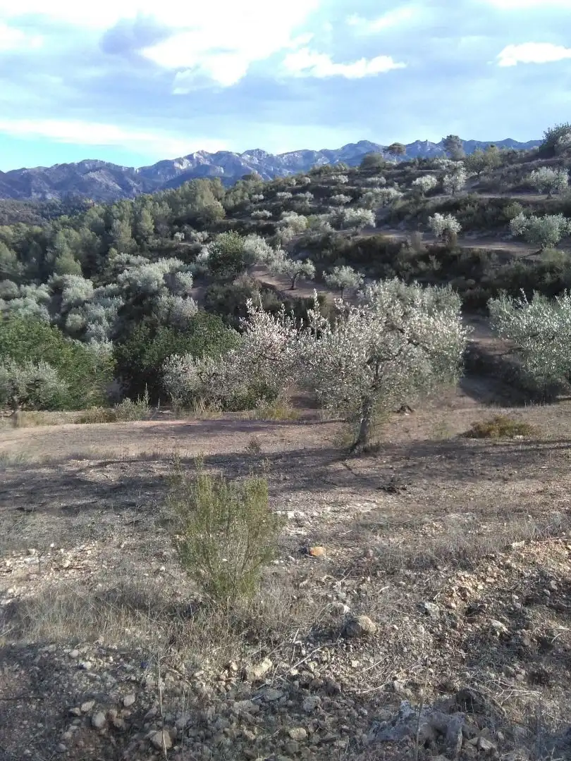 Country homes for sale in El Pinell de Brai