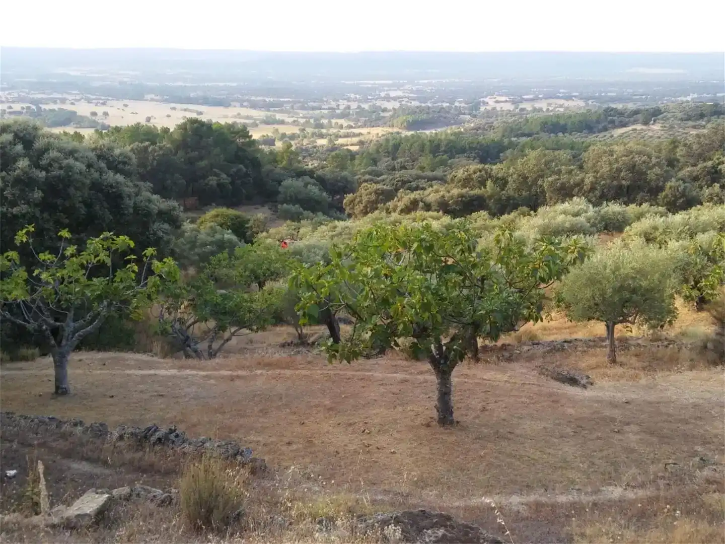 Terreno en venta en Pedro Bernardo