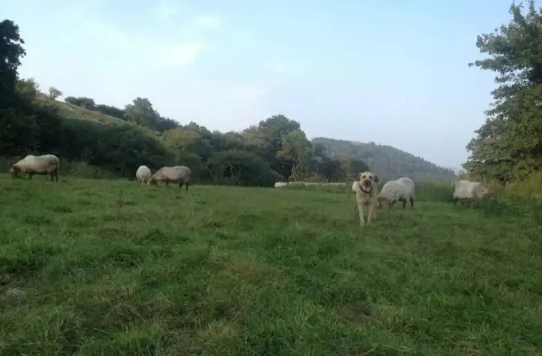 Terreno rustico in vendita a Corvera de Toranzo, imagen 10