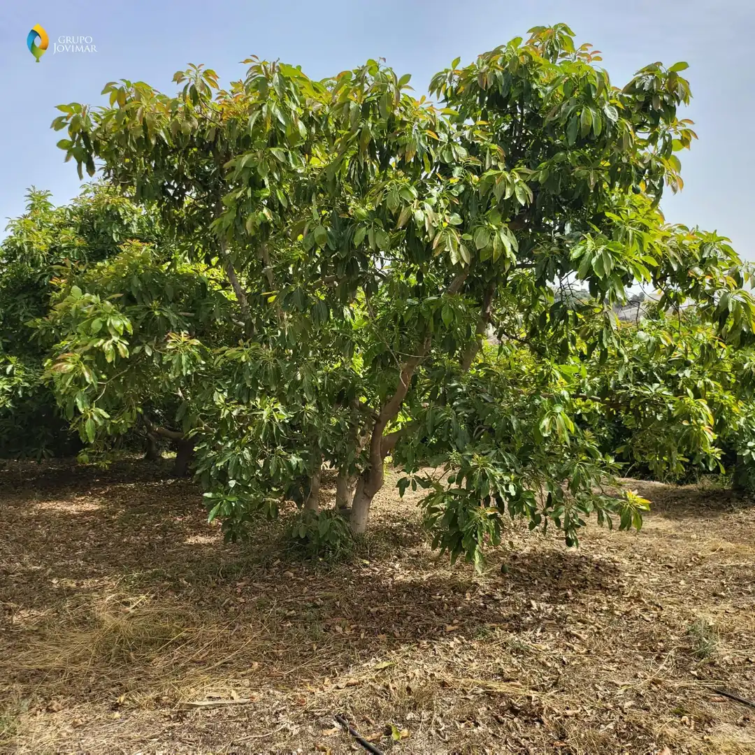 Terreno en venta en Motril  ciudad