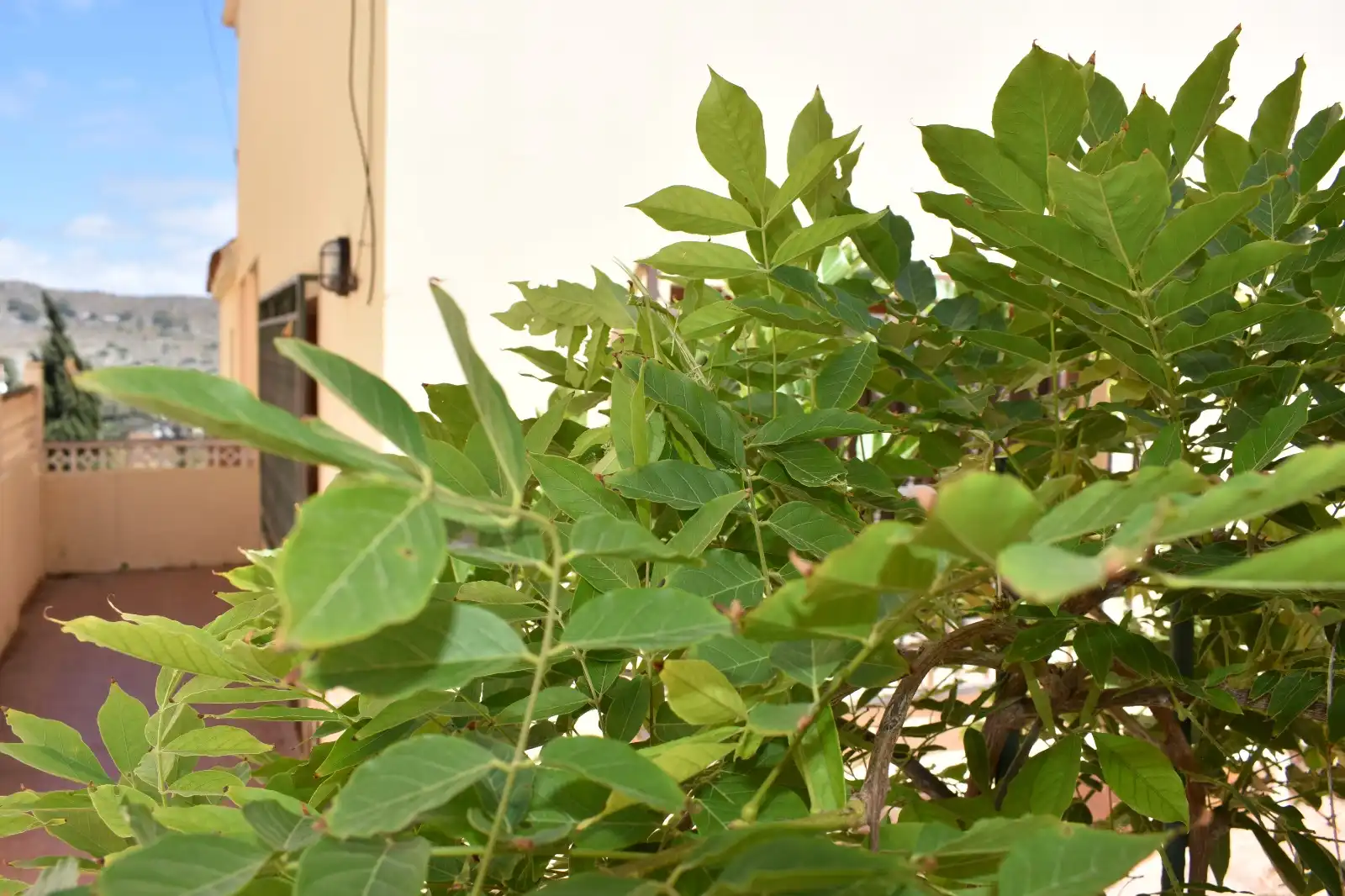 Jardí de Casa o xalet en venda en Las Palmas de Gran Canaria amb Jardí privat, Terrassa i Balcó
