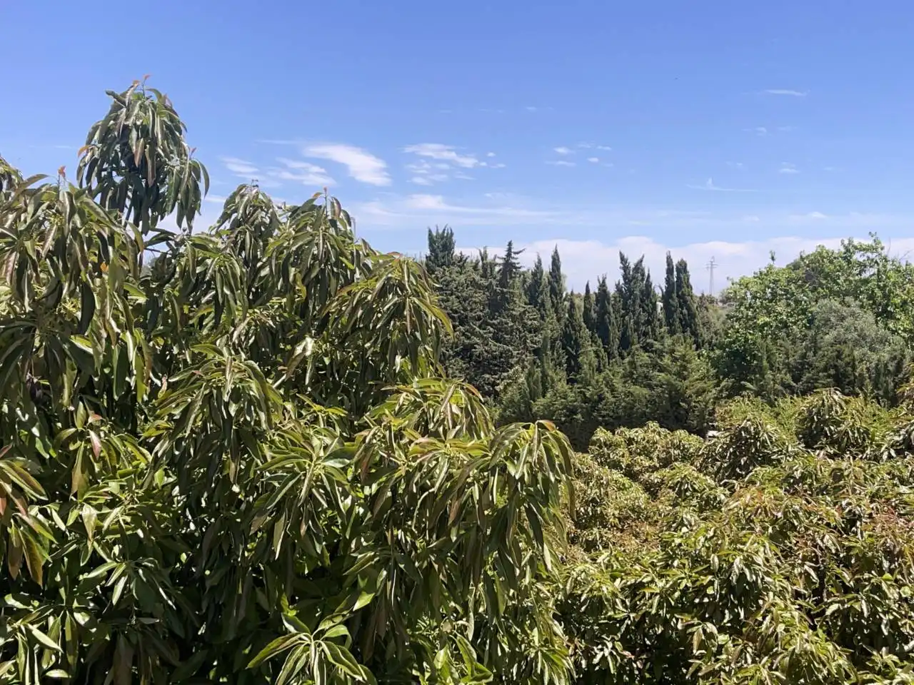 Jardí de Finca rústica en venda en Estepona amb Aire condicionat, Calefacció i Jardí privat