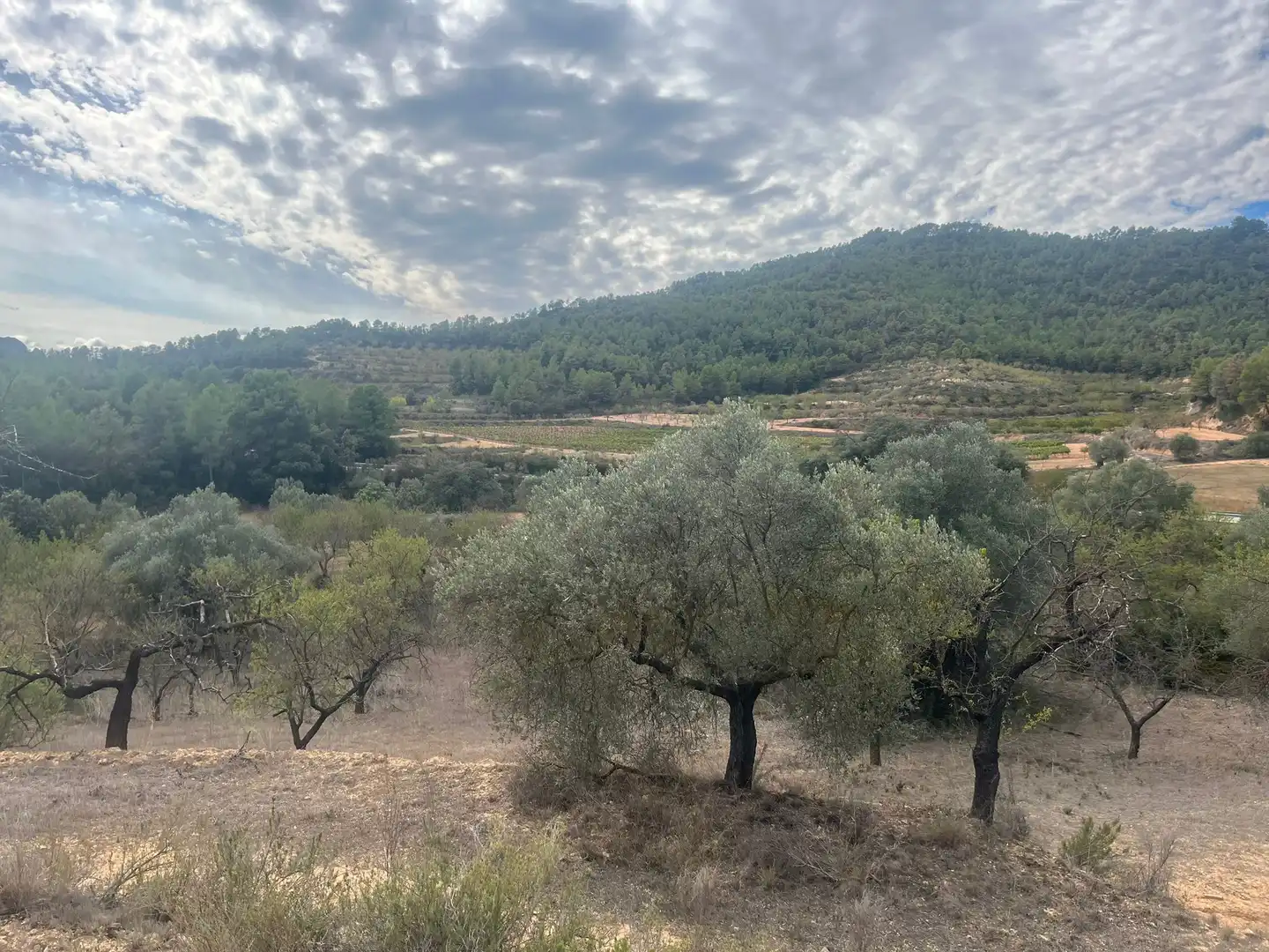 Rural land for sale in Horta de Sant Joan