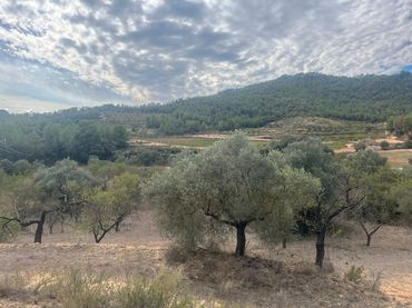 Terreny rústic en venda a Horta de Sant Joan