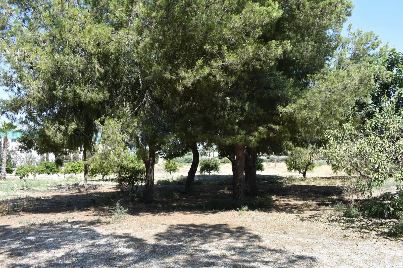 Casa o chalet en venta en Elche / Elx con Jardín privado y Amueblado