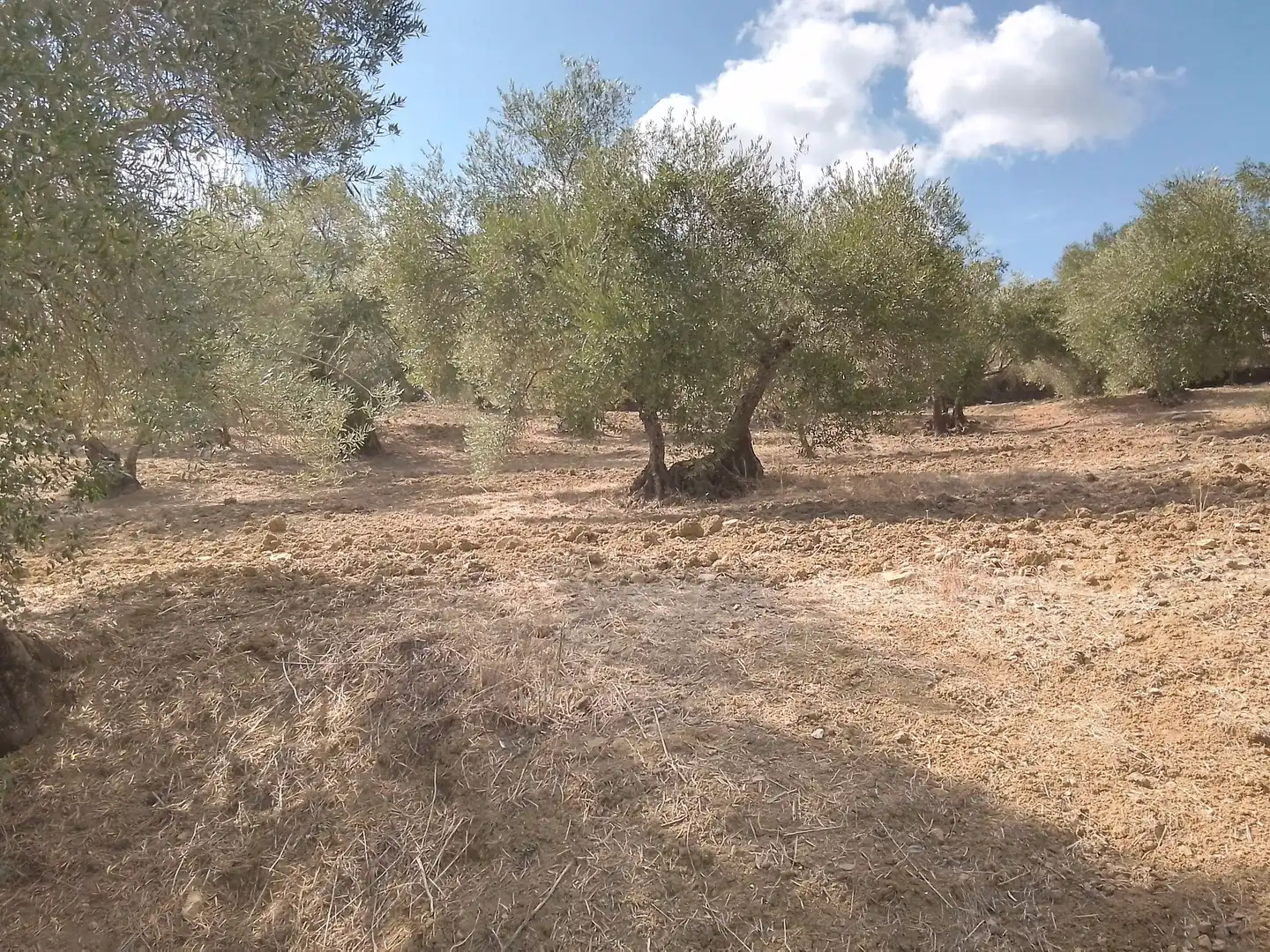 Terrain rustique à vendre à Cortes de la Frontera, imagen 26