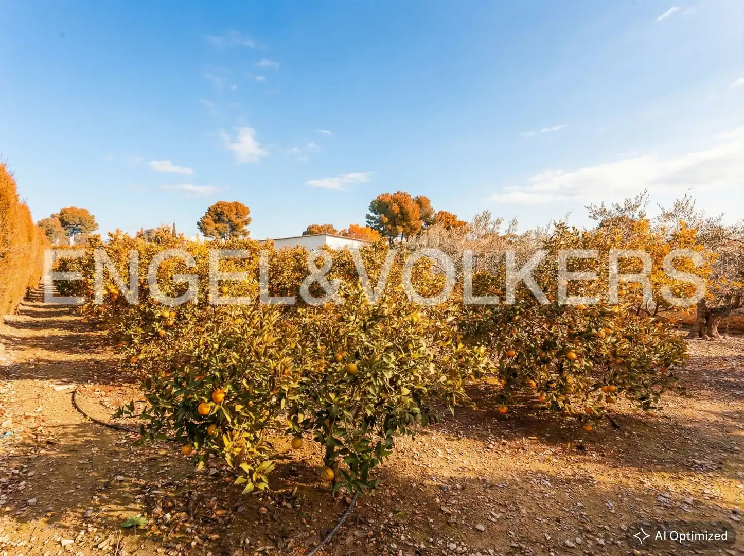 Terrain rustique à vendre à Santa Bárbara, imagen 47