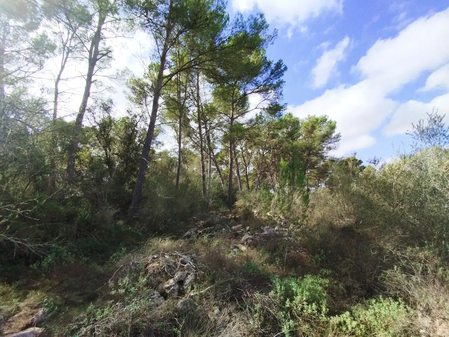 Terreno rustico in vendita a Algaida, imagen 2