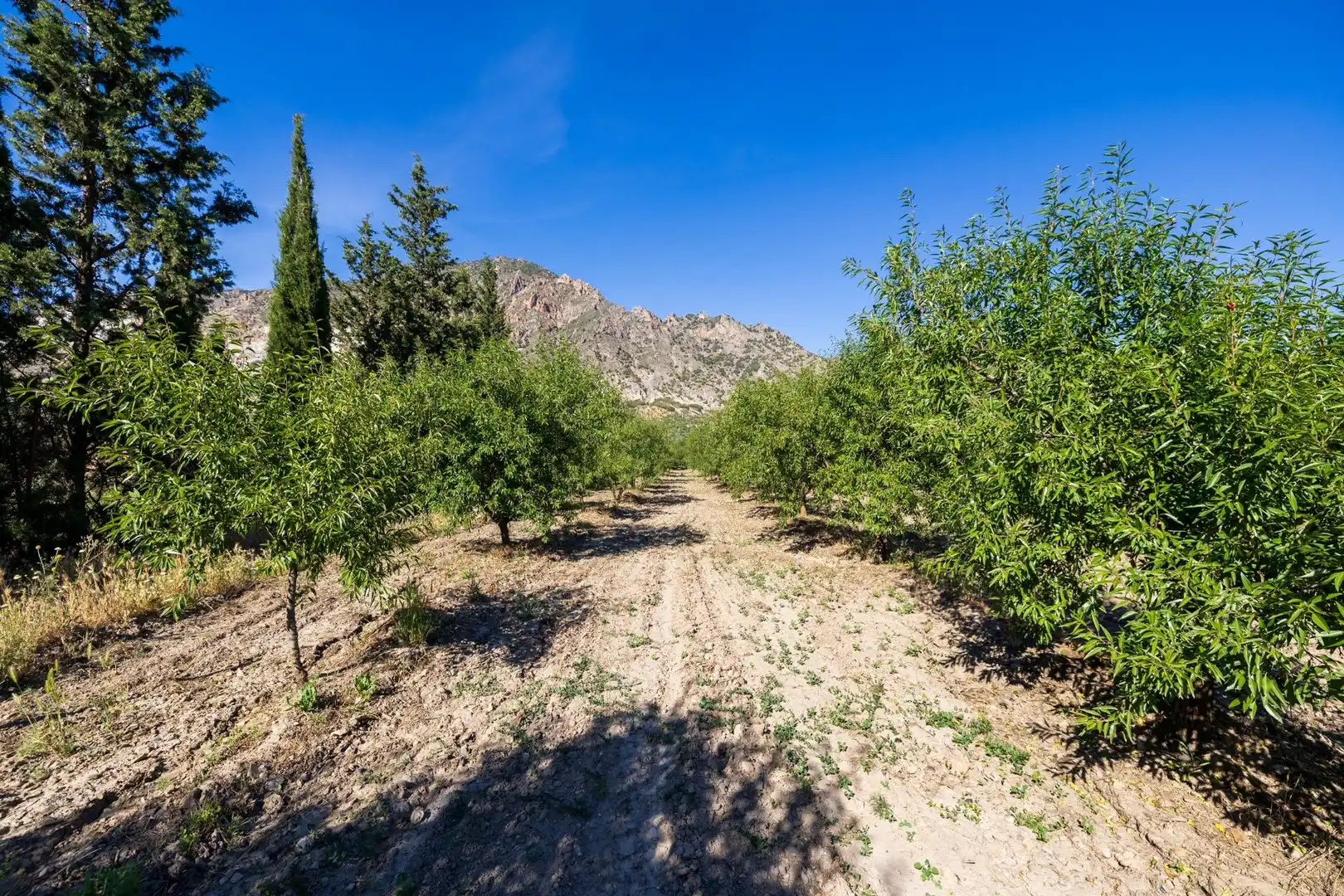 Rural land for sale in Dúrcal, imagen 12