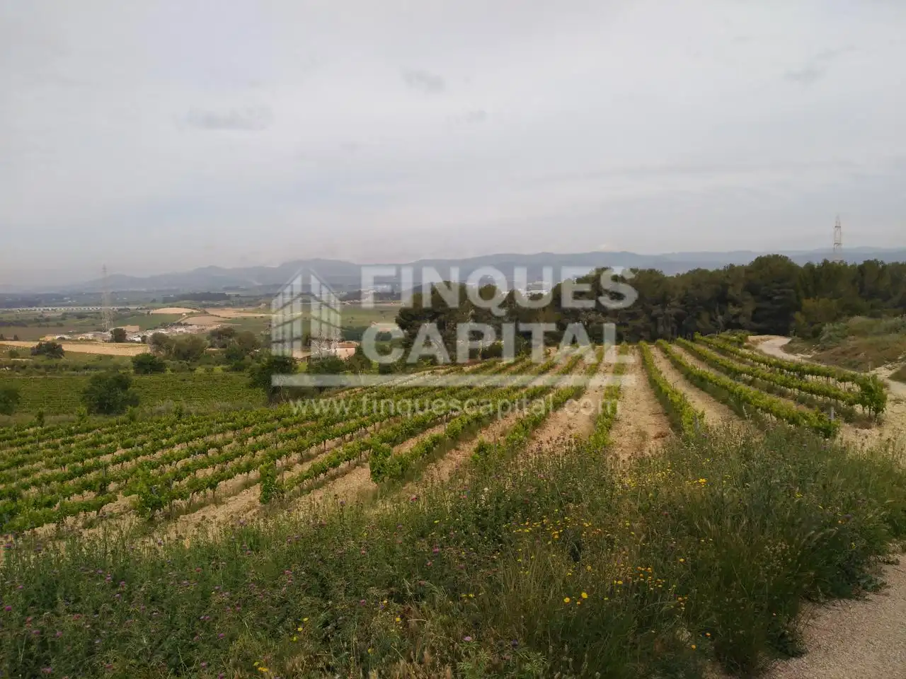 Terreny rústic en venda a Els Monjos, imagen 5