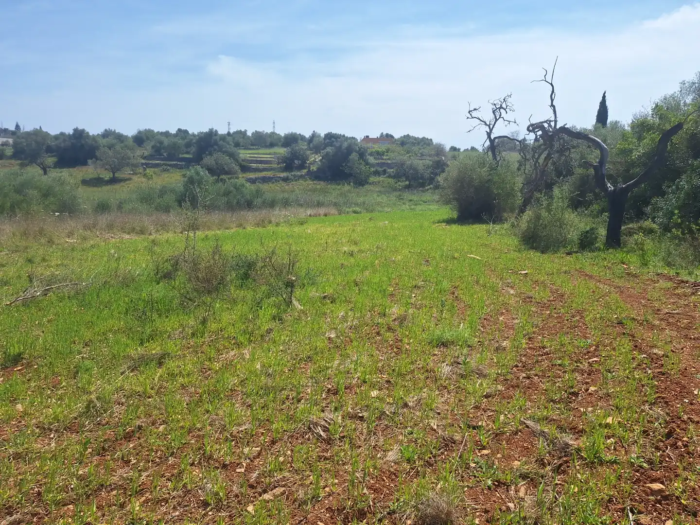 Rural land for sale in Sant Llorenç des Cardassar, imagen 3