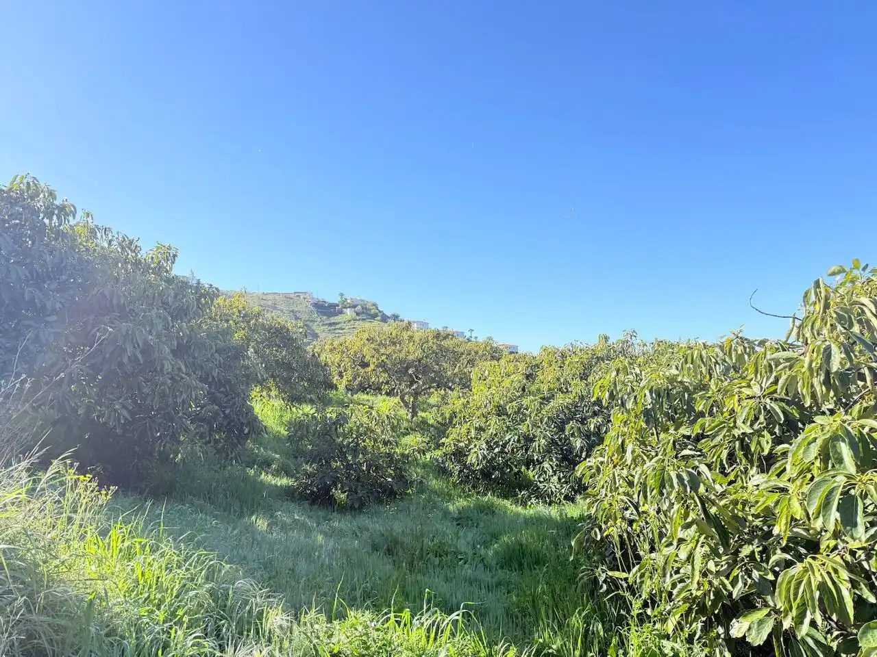 Land for sale in Canillas de Albaida