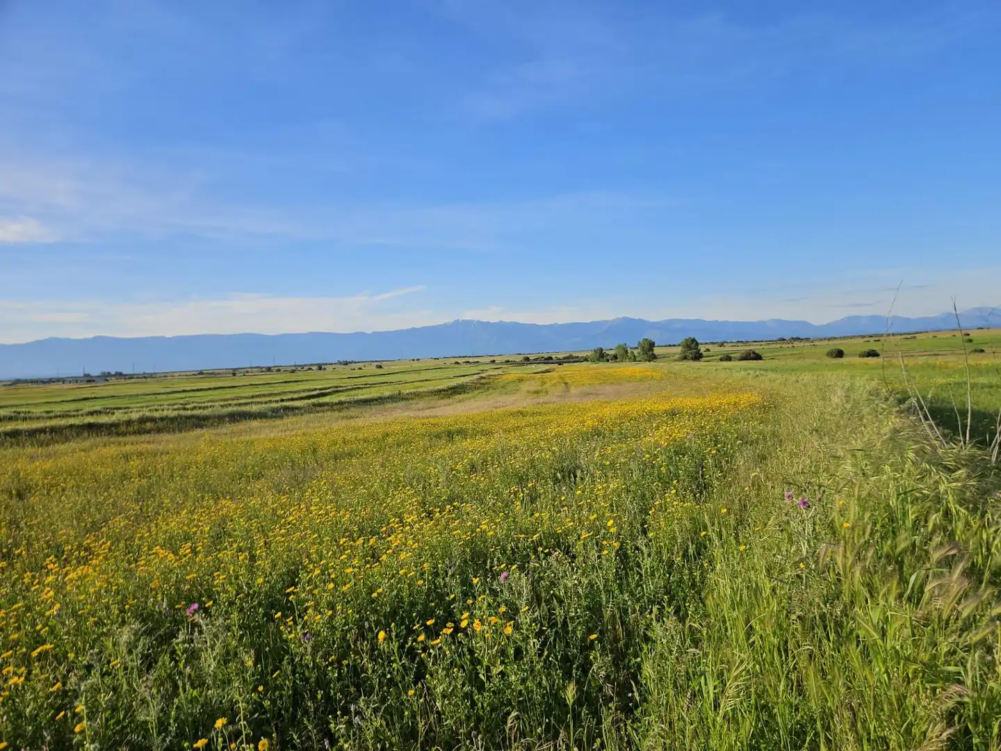 Terreno rustico in vendita a Calzada de Oropesa 1, imagen 2