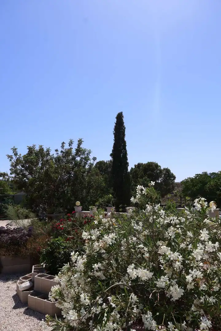 Jardín de Casa o chalet en venta en Novelda con Jardín privado, Terraza y Trastero