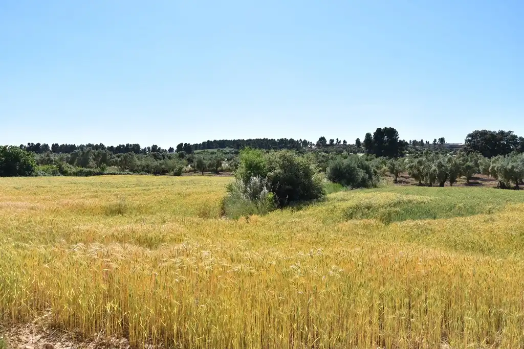 Terreni e lotti in vendita a Cretas