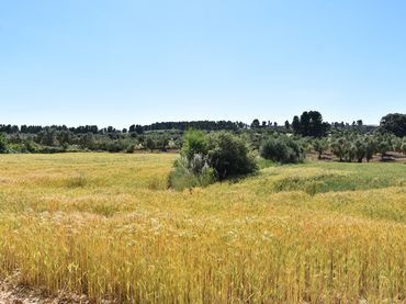 Terreno rustico in vendita a Cretas