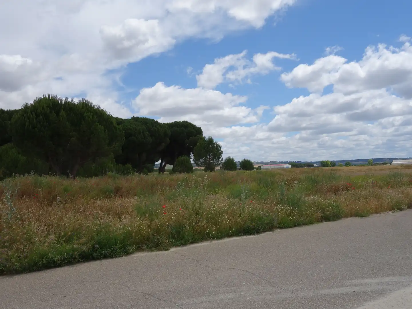 Land for sale in Alcazarén