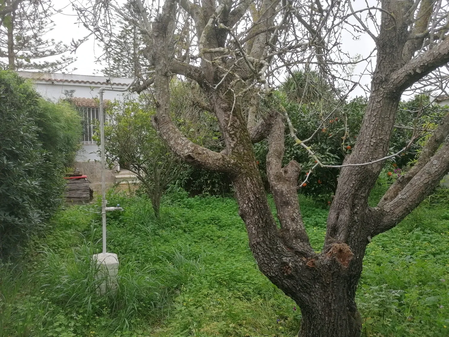 Garden of Country house for sale in Conil de la Frontera  with Storage room
