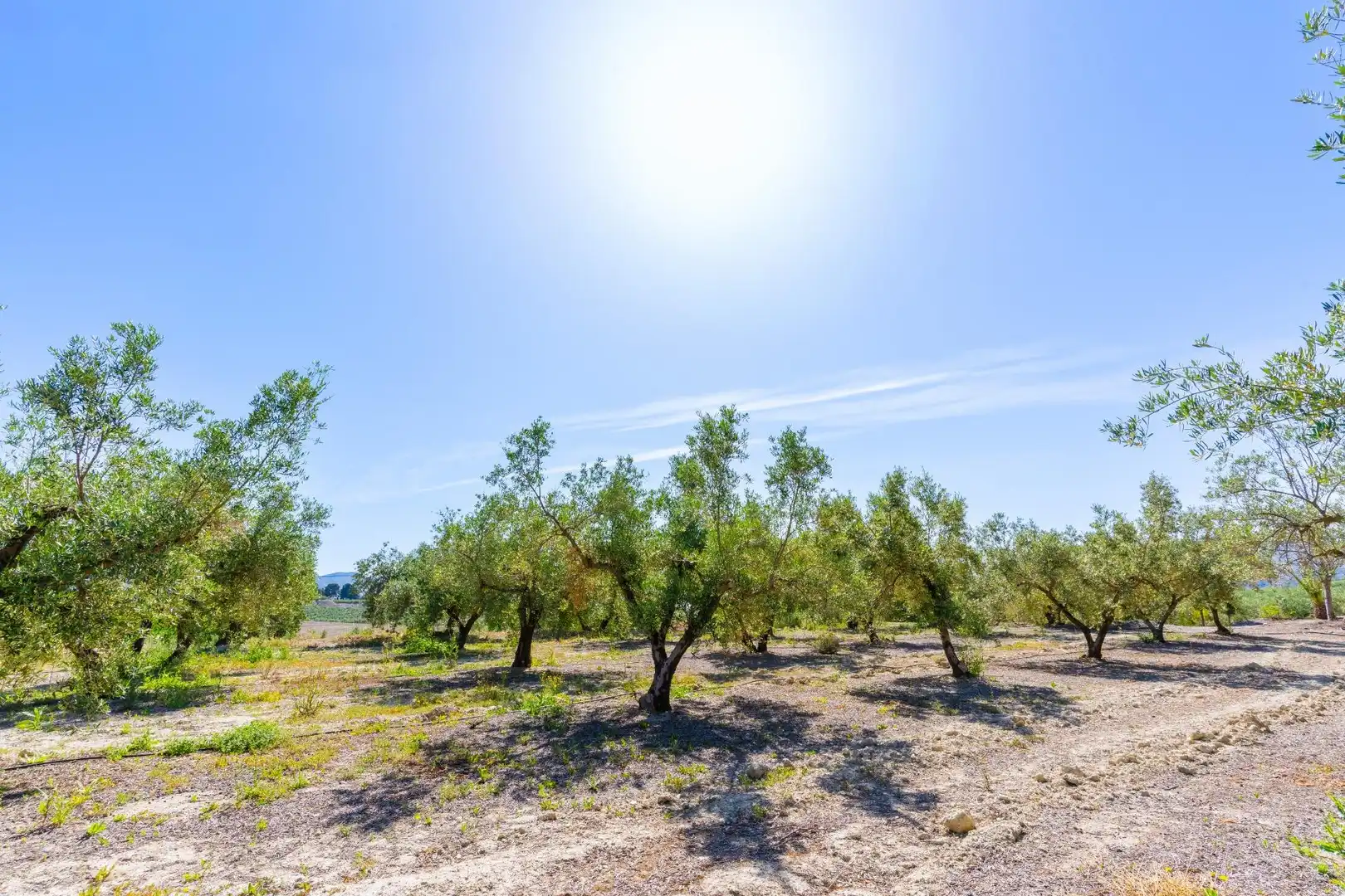 Terreno en venta en Tíjola