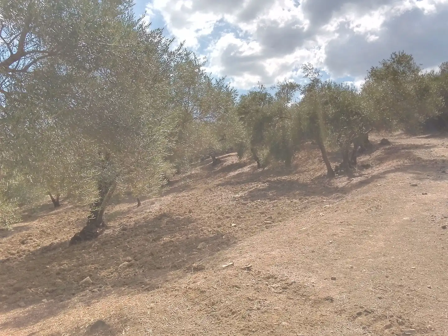 Terrain rustique à vendre à Cortes de la Frontera, imagen 32