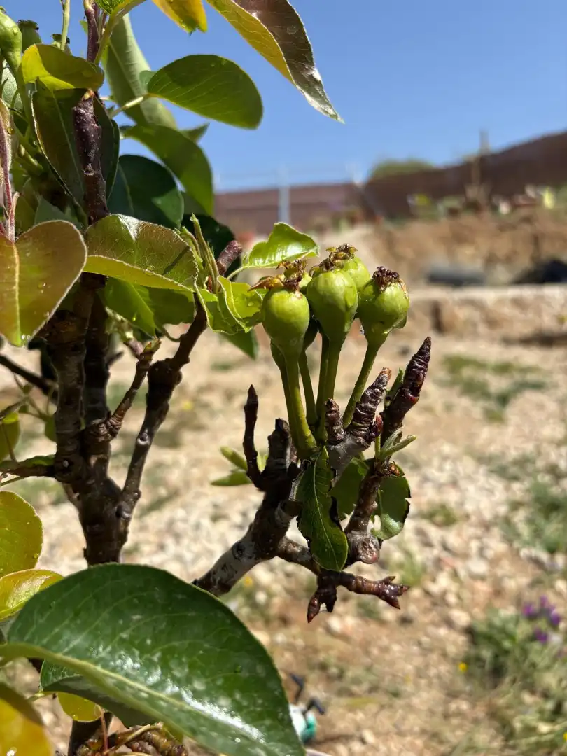 Jardín de Terreno en venta en Almogía