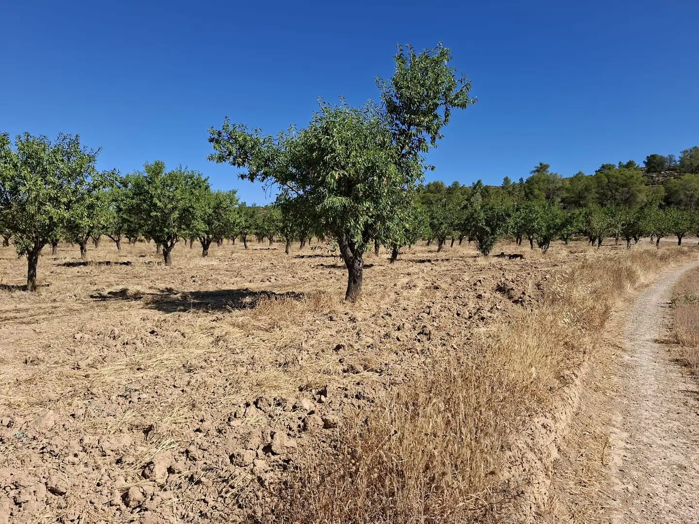 Finca rústica en venta en Maella