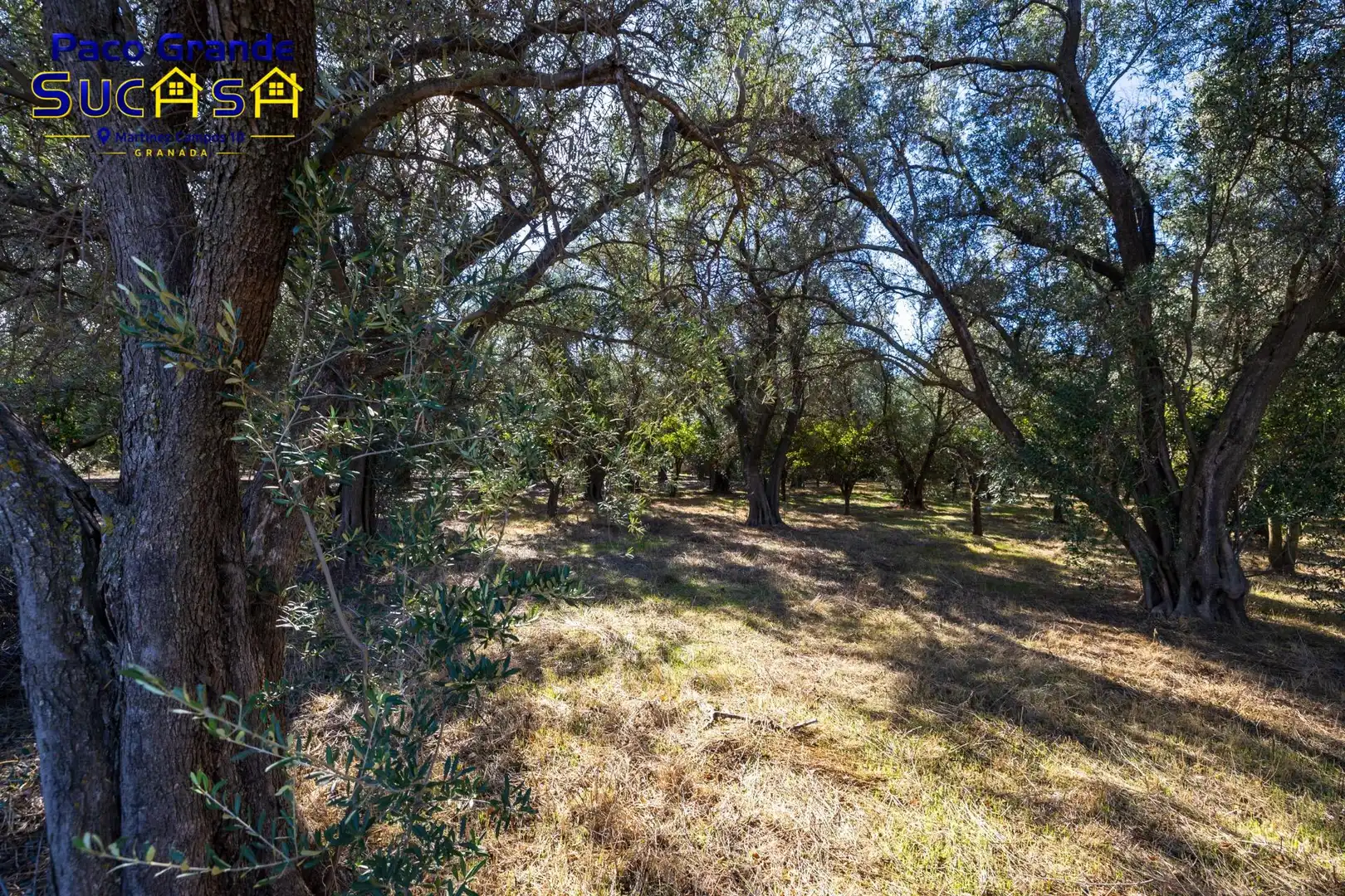 Terreno rustico in vendita a PINOS DEL VALLE, imagen 4