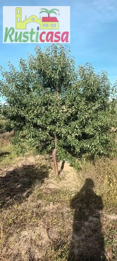 Terreni e lotti in vendita a Sevilleja, imagen 13
