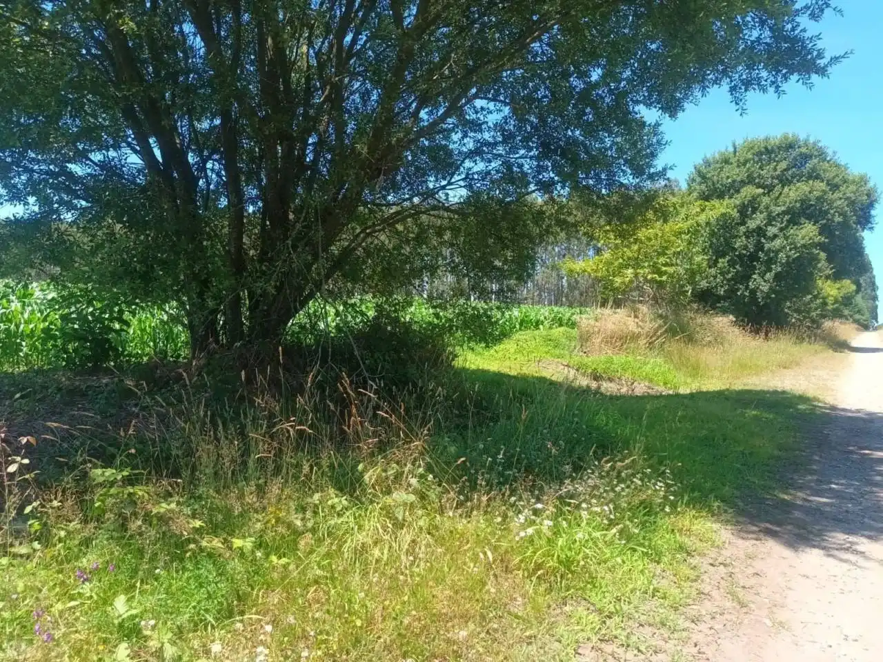 Terreno en venta en Oza dos Ríos