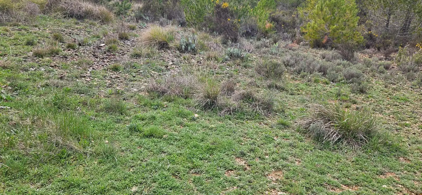 Terreno en venta en Las Parras de Castellote