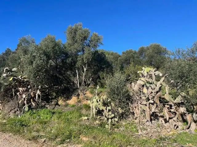 Residential land for sale in Can Muni. Polígono 2 Parcela, imagen 12