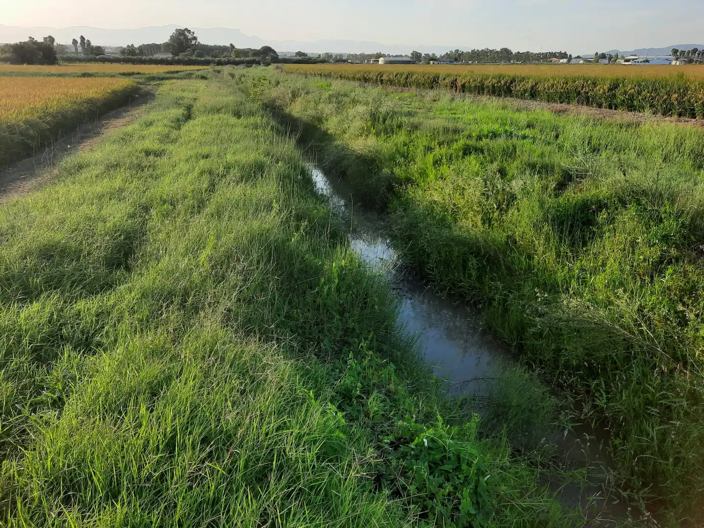 Terrain rustique à vendre à Eucaliptus- Poble Nou del Delta, imagen 10